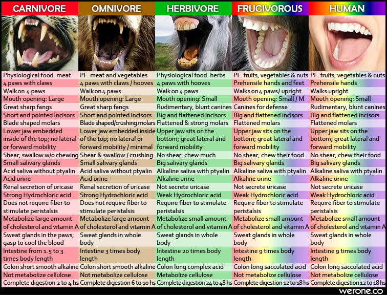 humans are frugivores