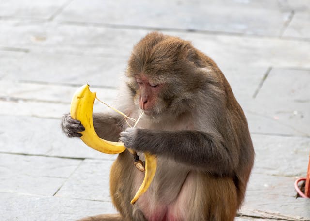 monkey eating banana